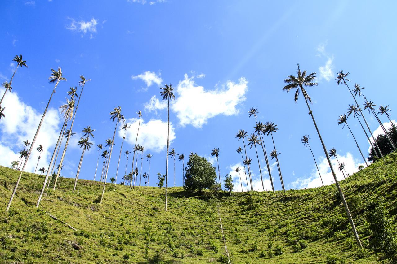 萨兰托 Palmas De Cocora旅馆 外观 照片